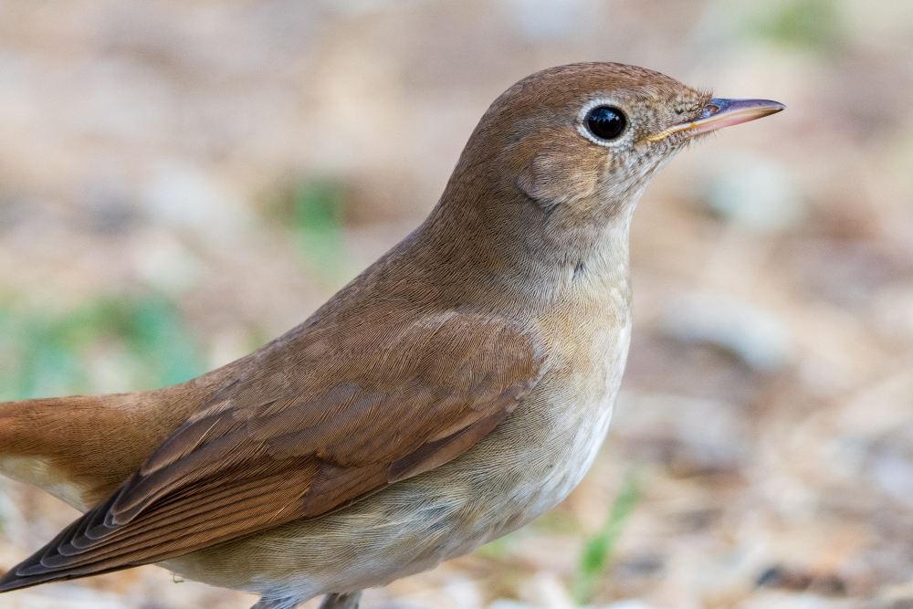 Common Nightingale