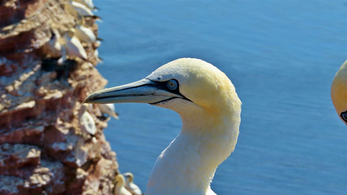 Northern Gannet
