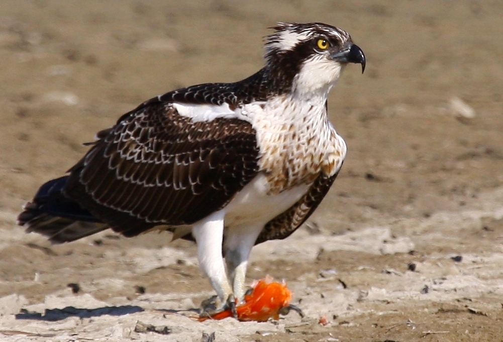 Osprey