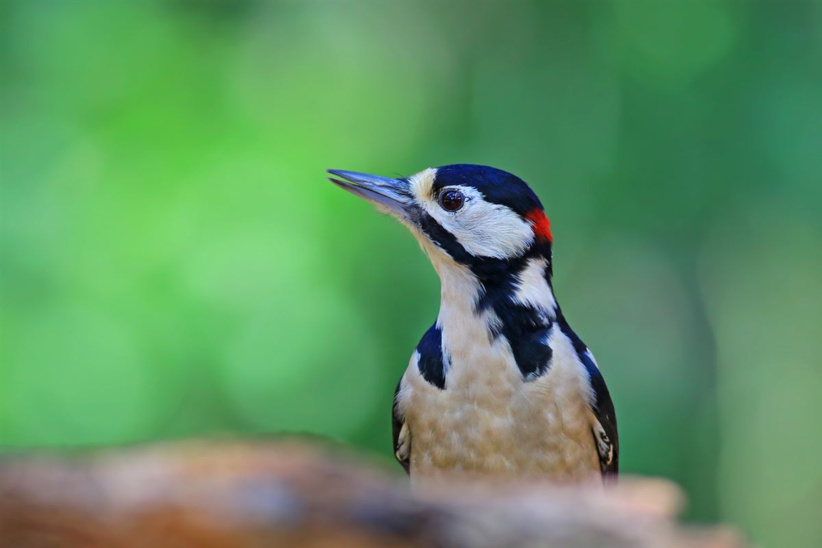 Great Spotted Woodpecker