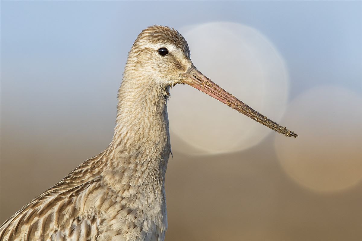 Bar-tailed Godwit