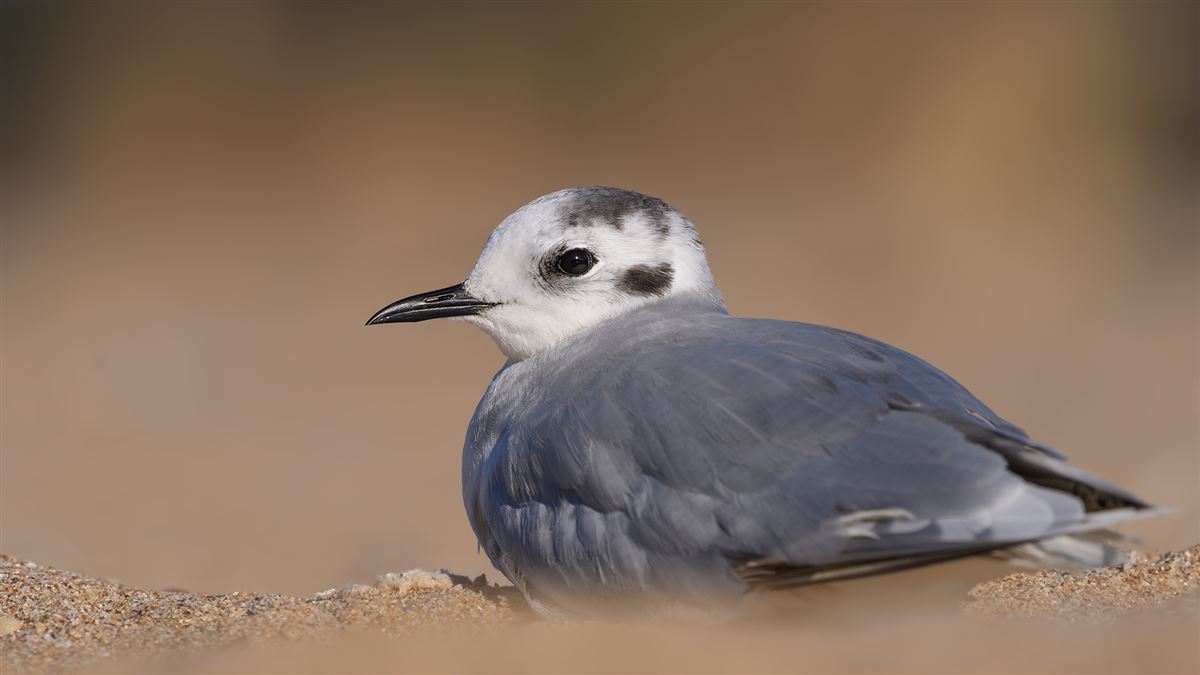 Little Gull
