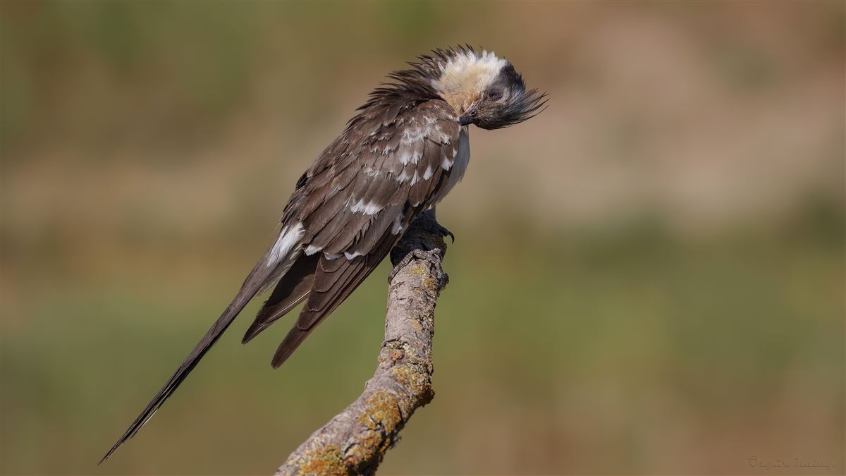 Great Spotted Cuckoo
