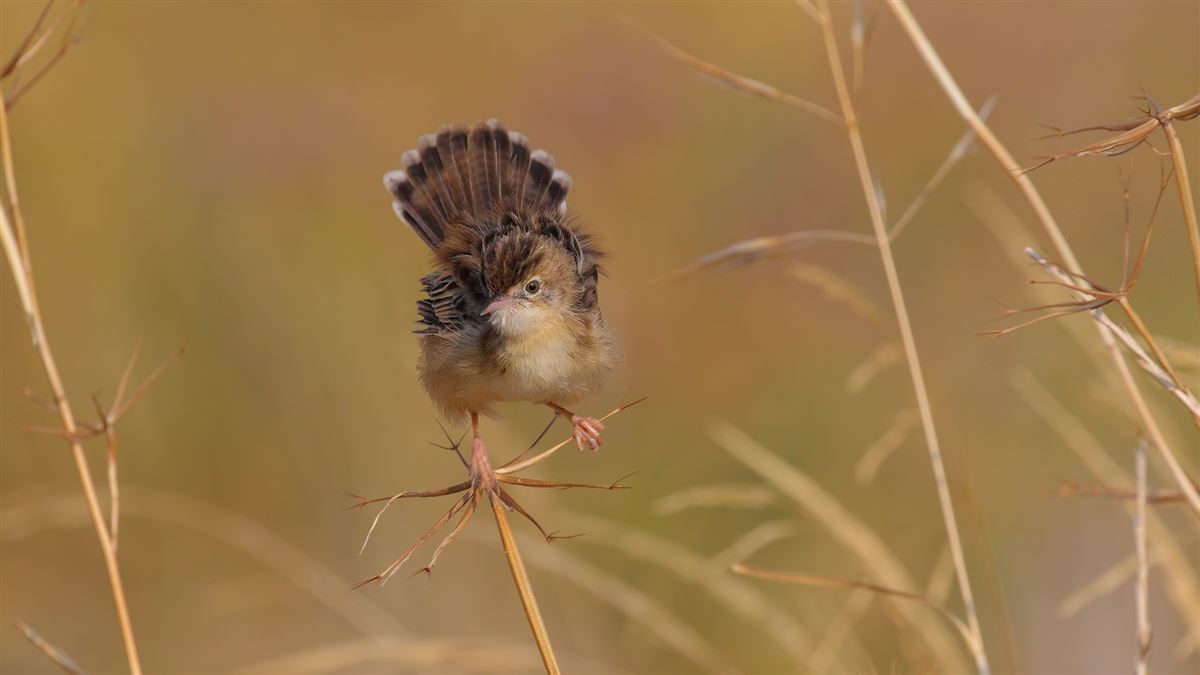 Zitting Cisticola