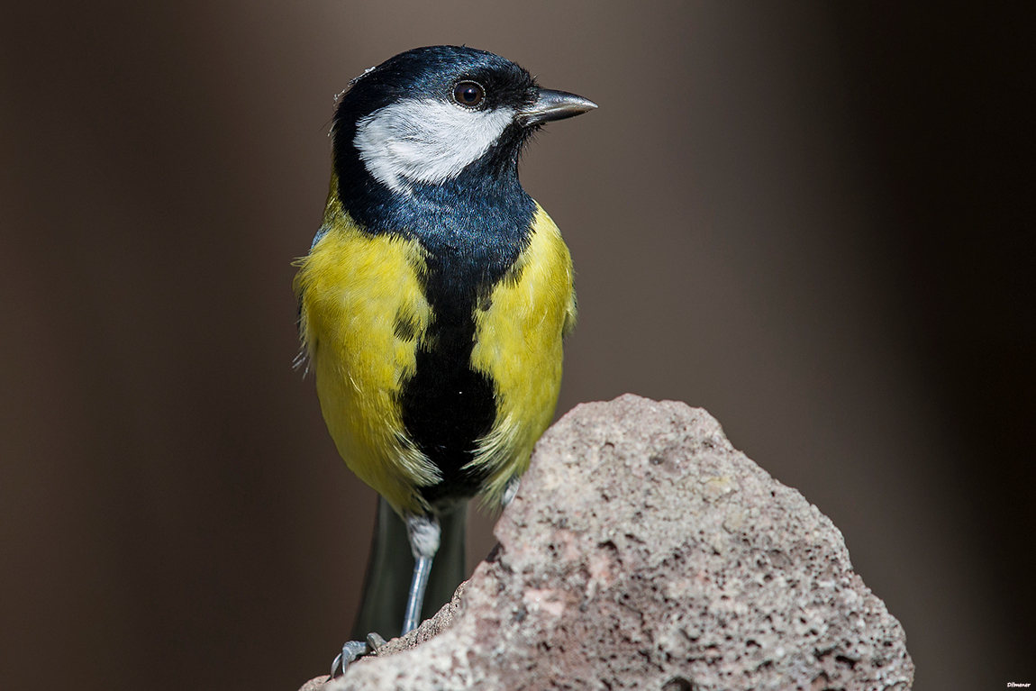 Great Tit