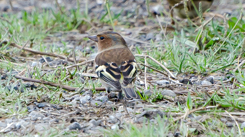 Common Chaffinch