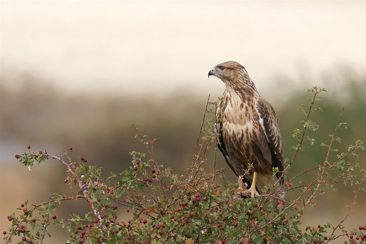 Long-legged Buzzard