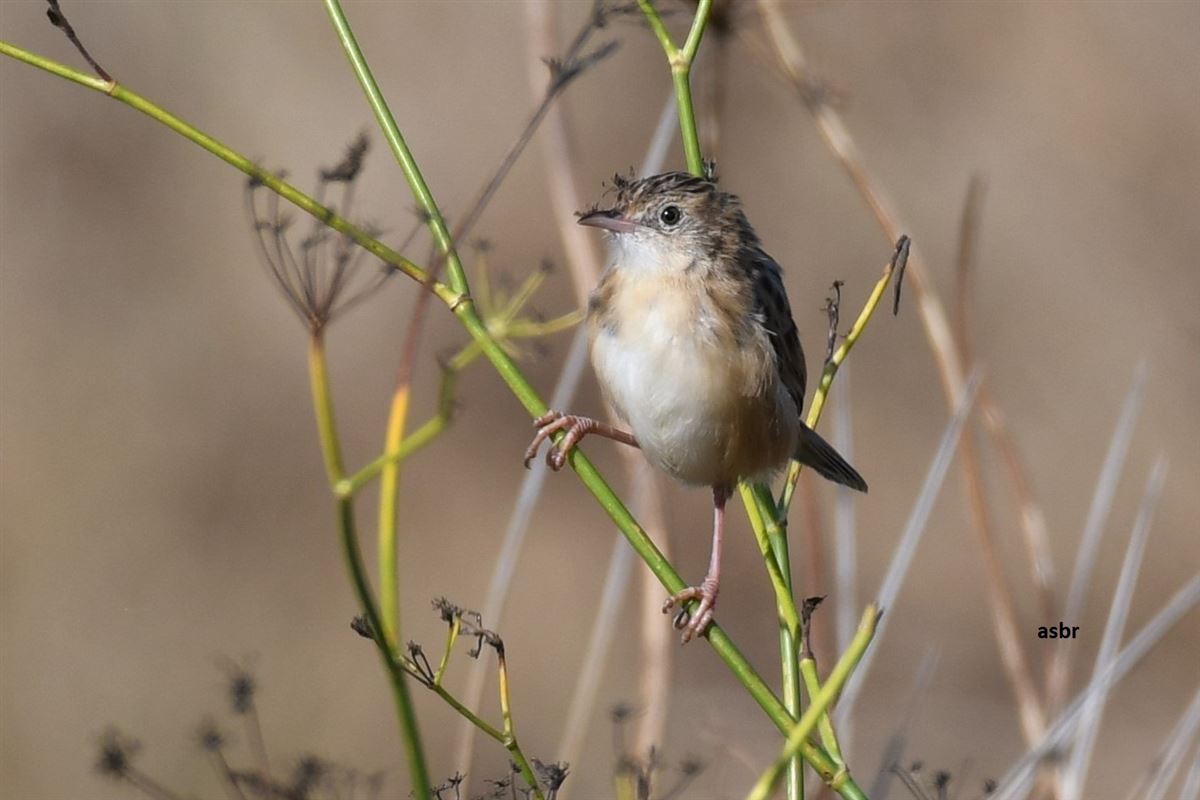 Zitting Cisticola