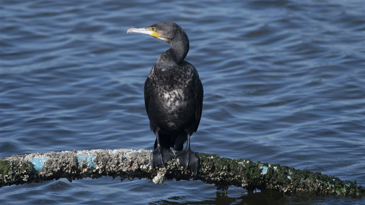 Great Cormorant