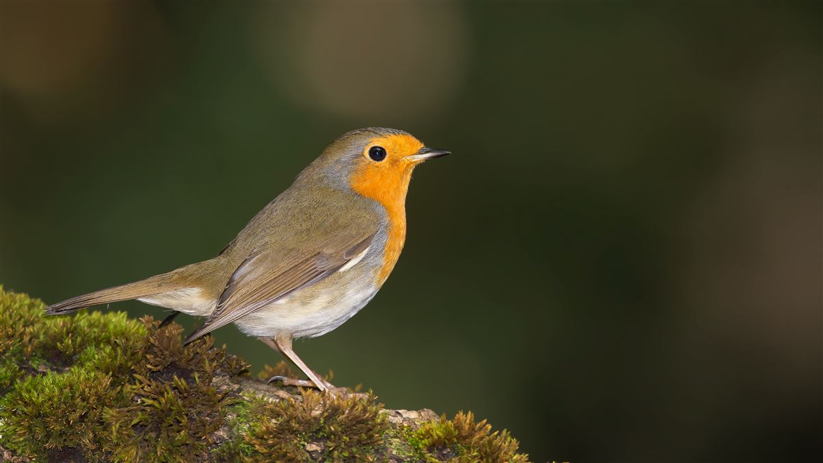 European Robin