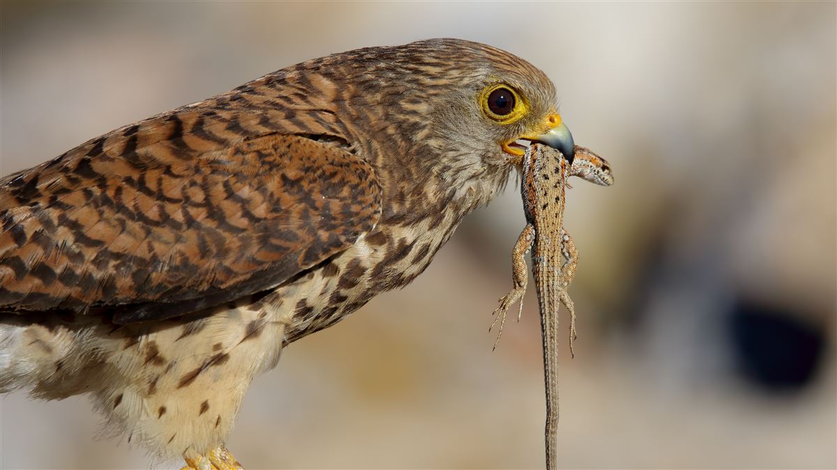 Lesser Kestrel