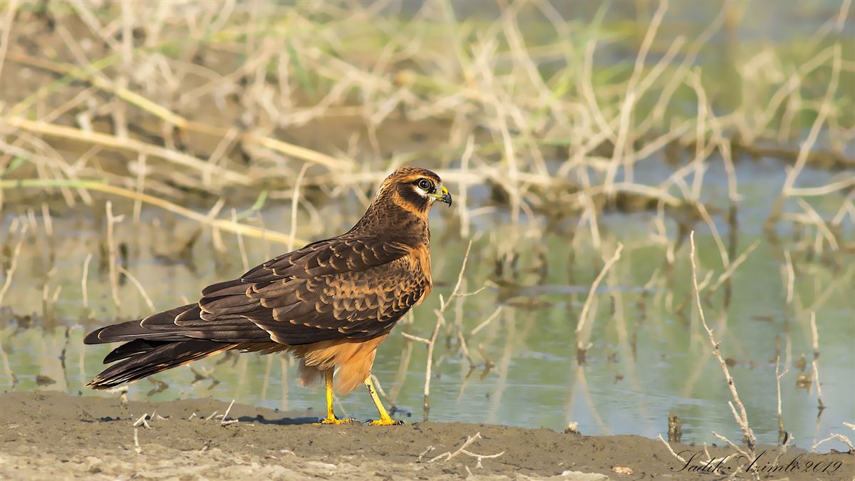 Montagu`s Harrier