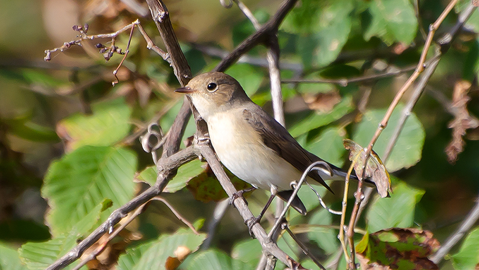 Red-breasted Flycatcher