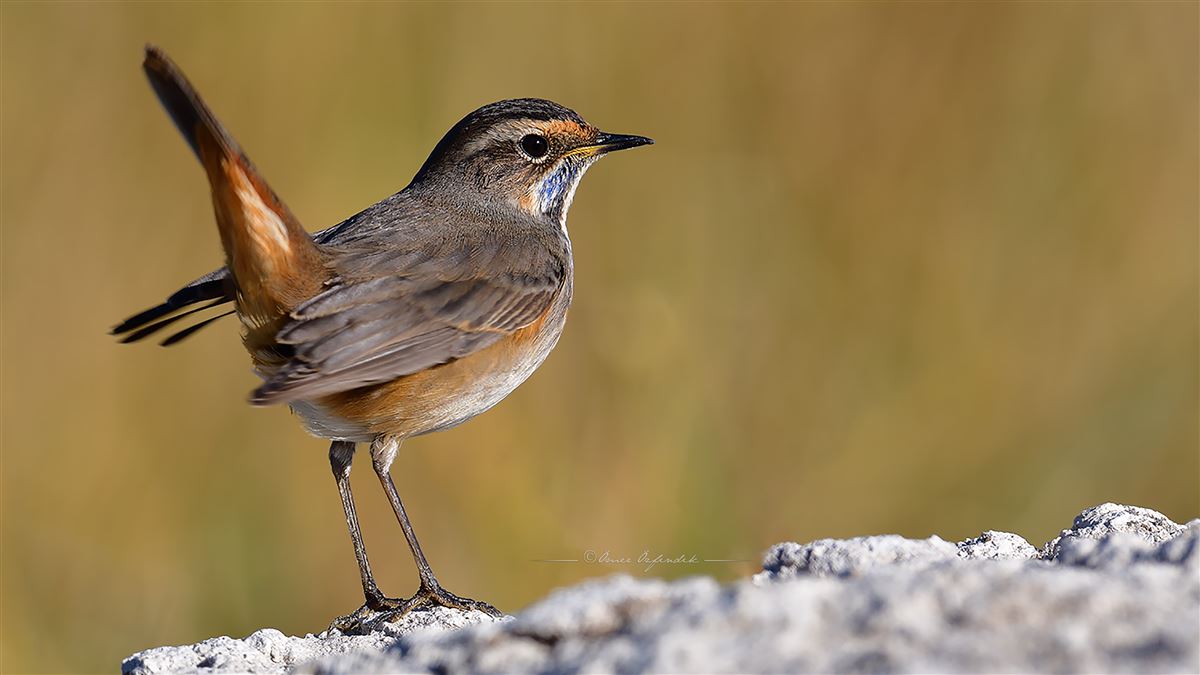 Bluethroat