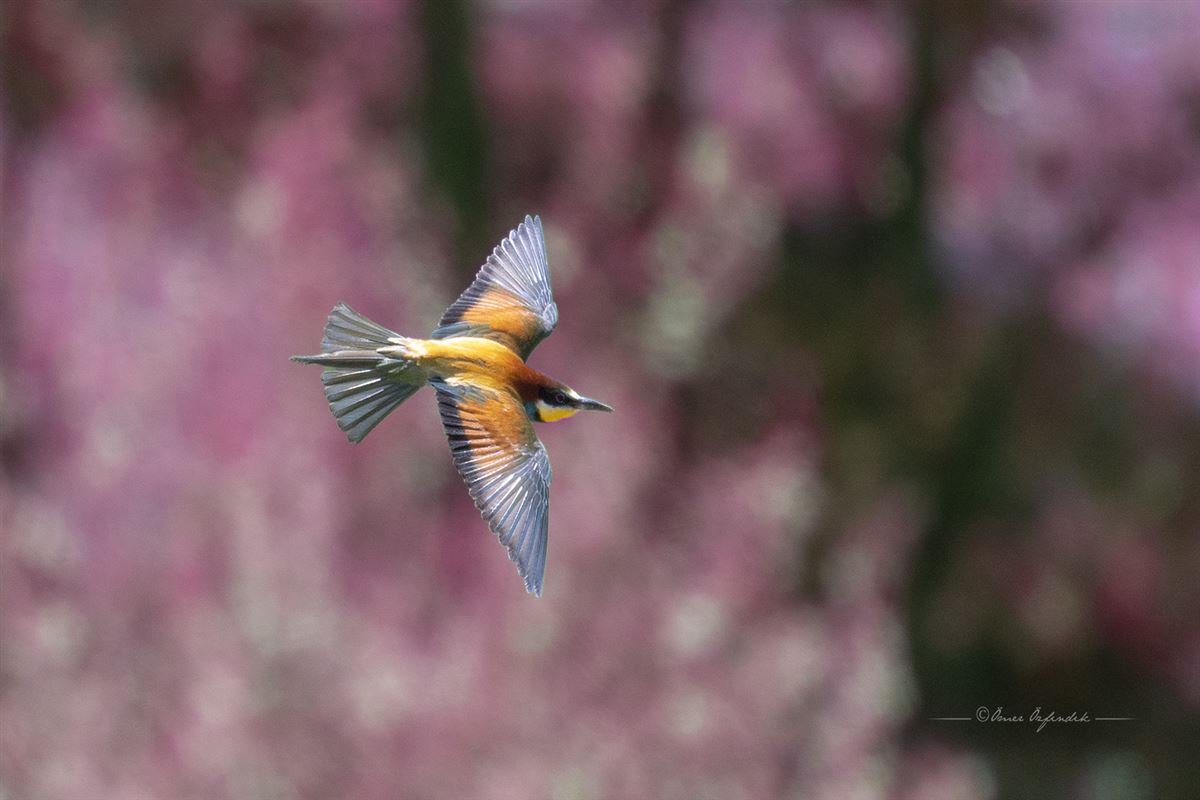 European Bee-eater