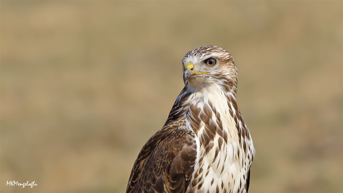 Common Buzzard