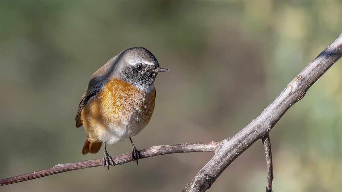 Common Redstart