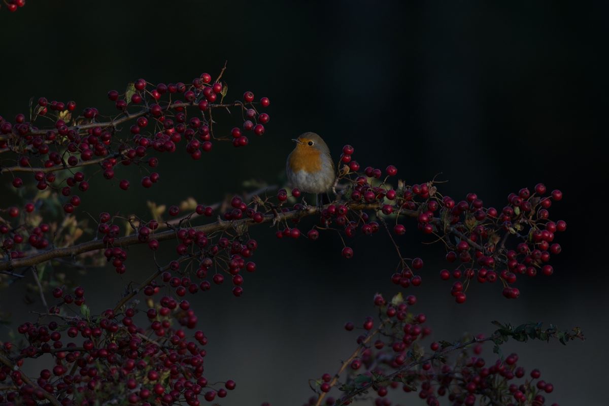European Robin