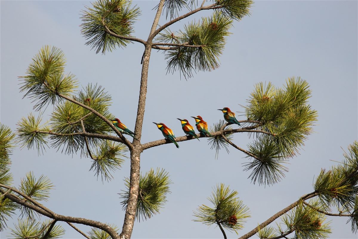 European Bee-eater