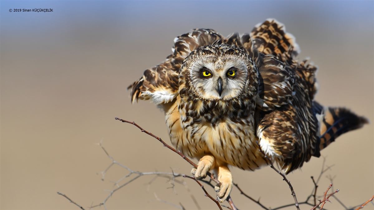 Short-eared Owl