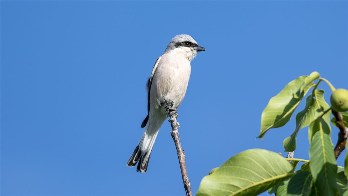 Red-backed Shrike