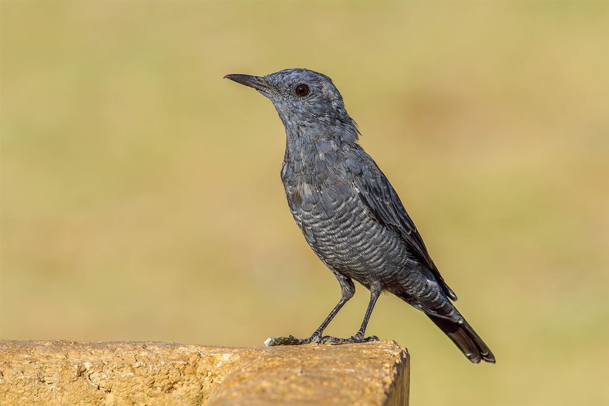 Blue Rock Thrush