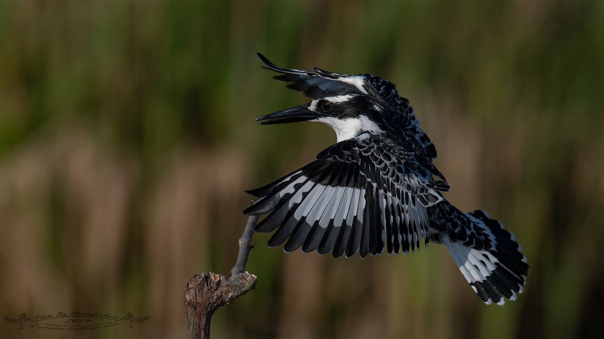 Pied Kingfisher