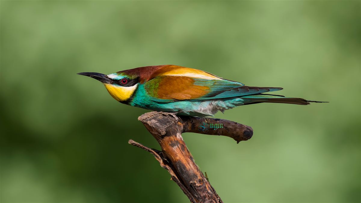 European Bee-eater
