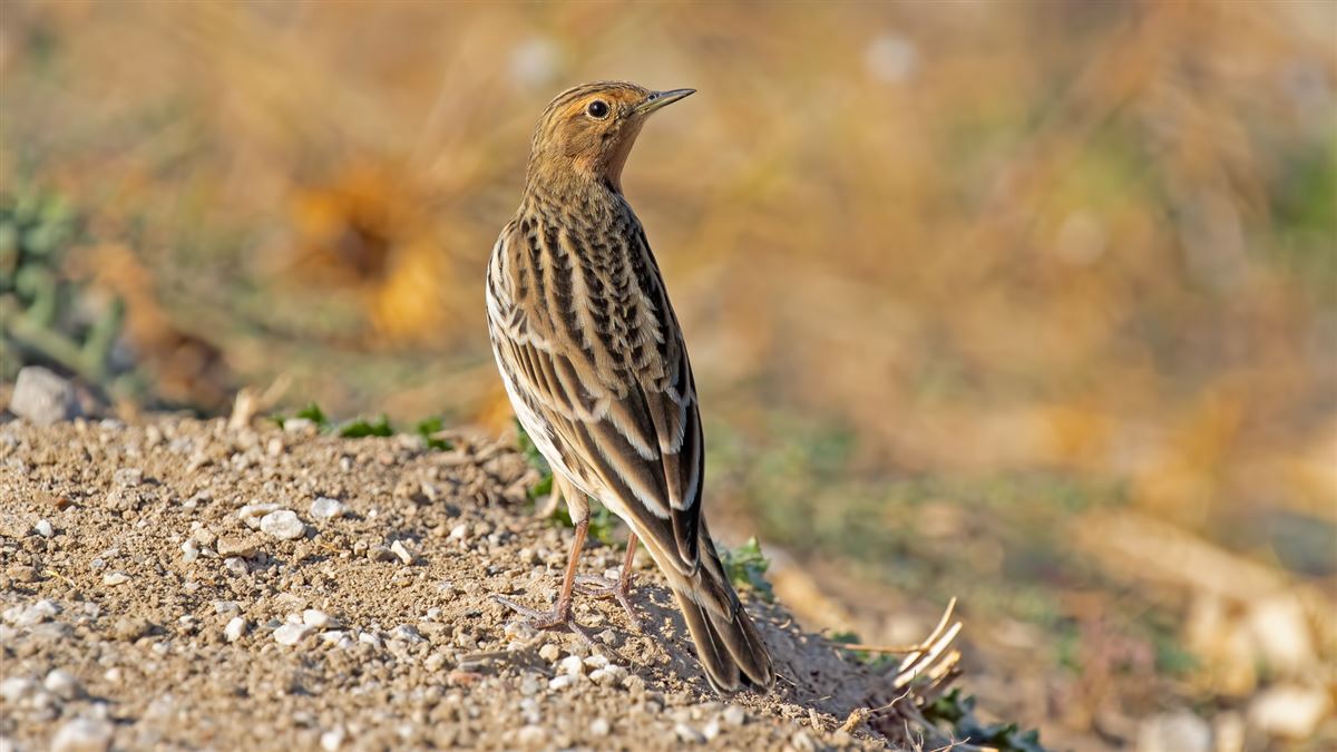 Red-throated Pipit