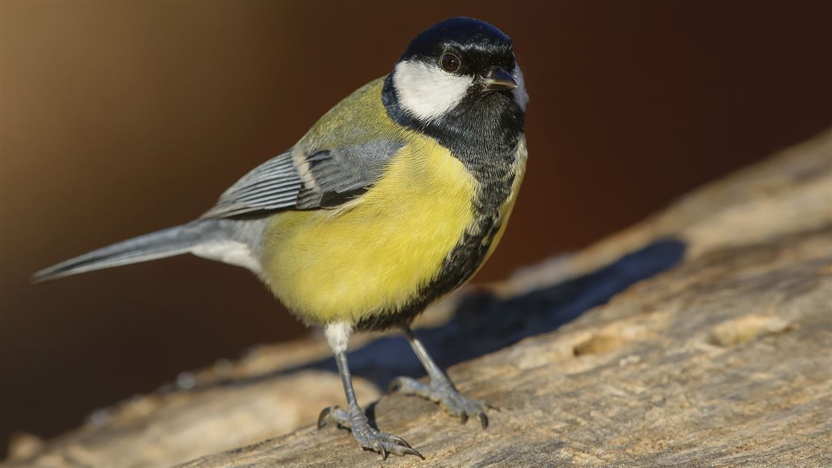 Great Tit