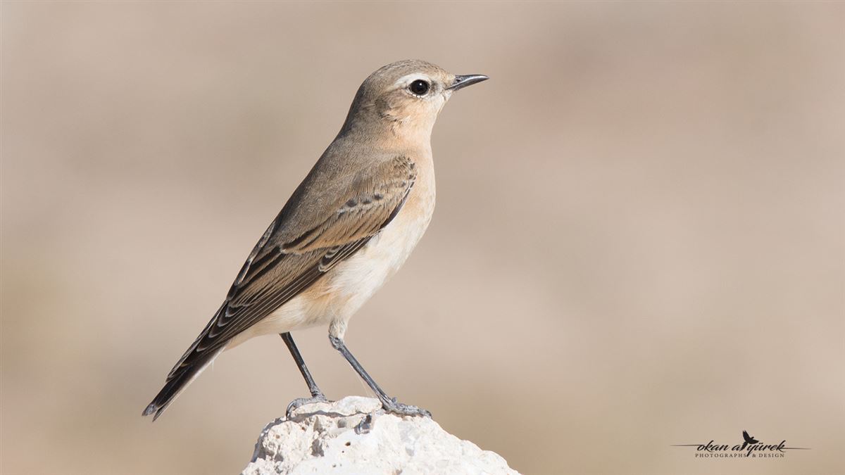Northern Wheatear