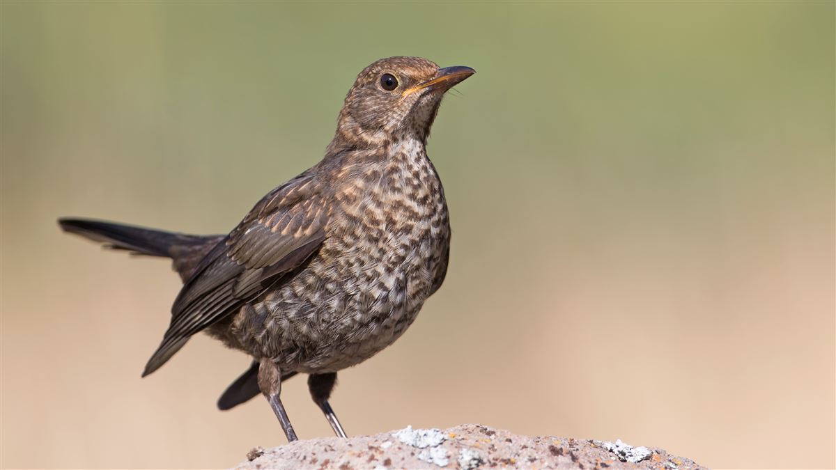 Common Blackbird