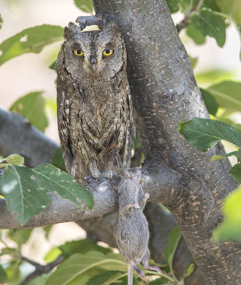 Eurasian Scops Owl