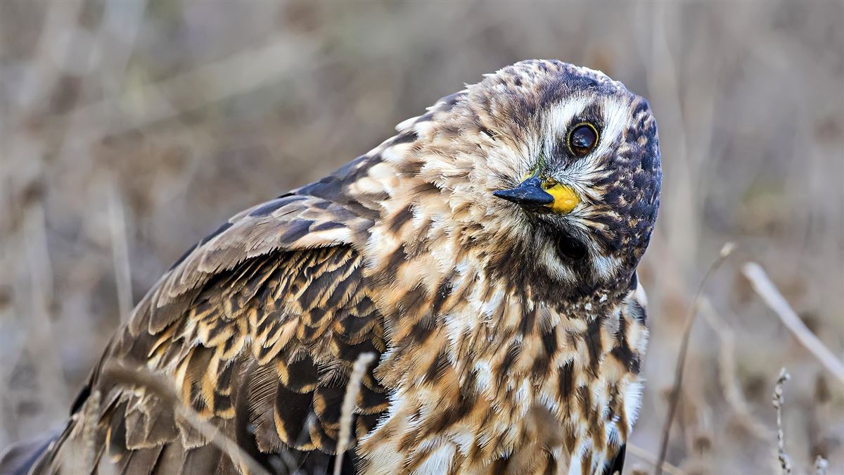 Montagu`s Harrier