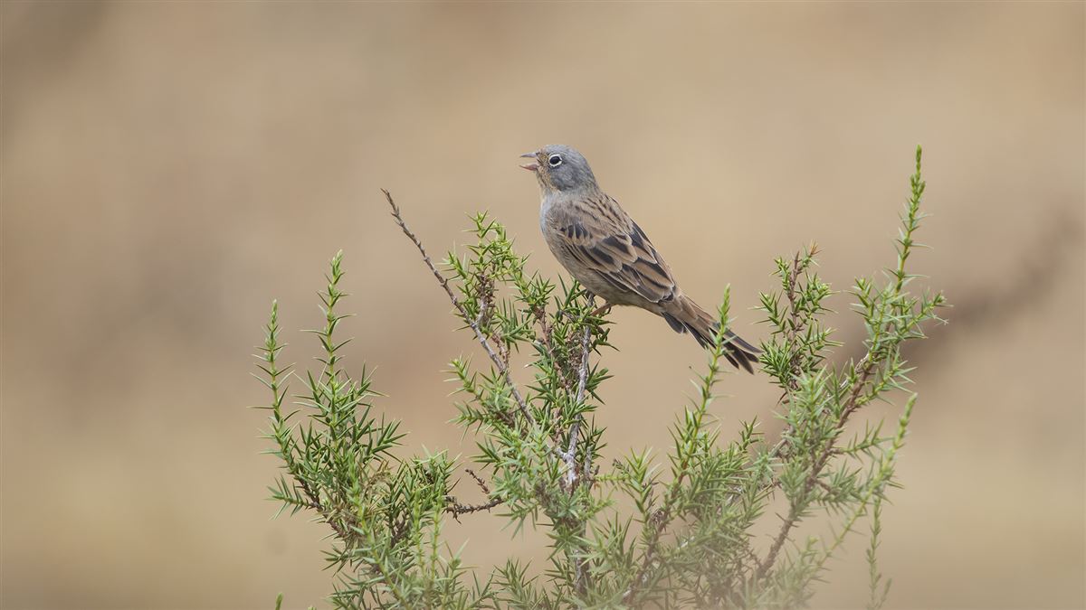 Cretzschmar`s Bunting