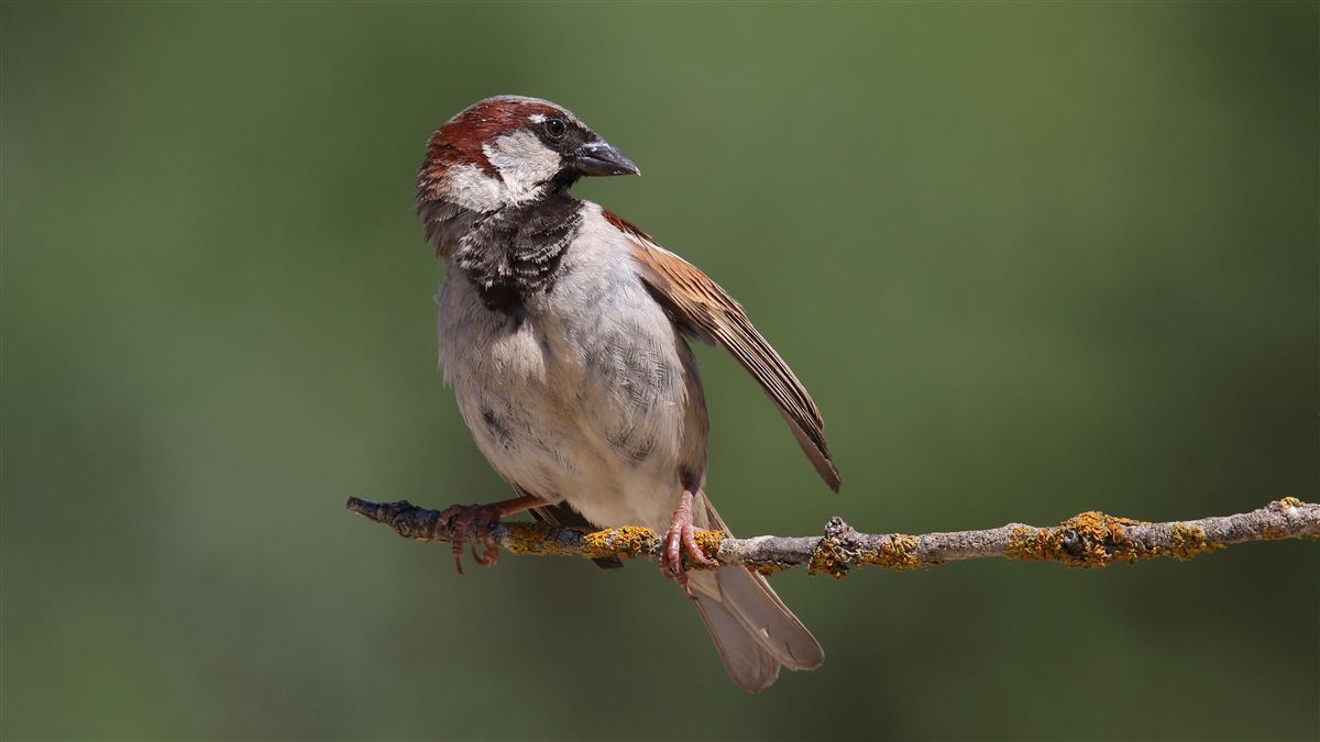 House Sparrow