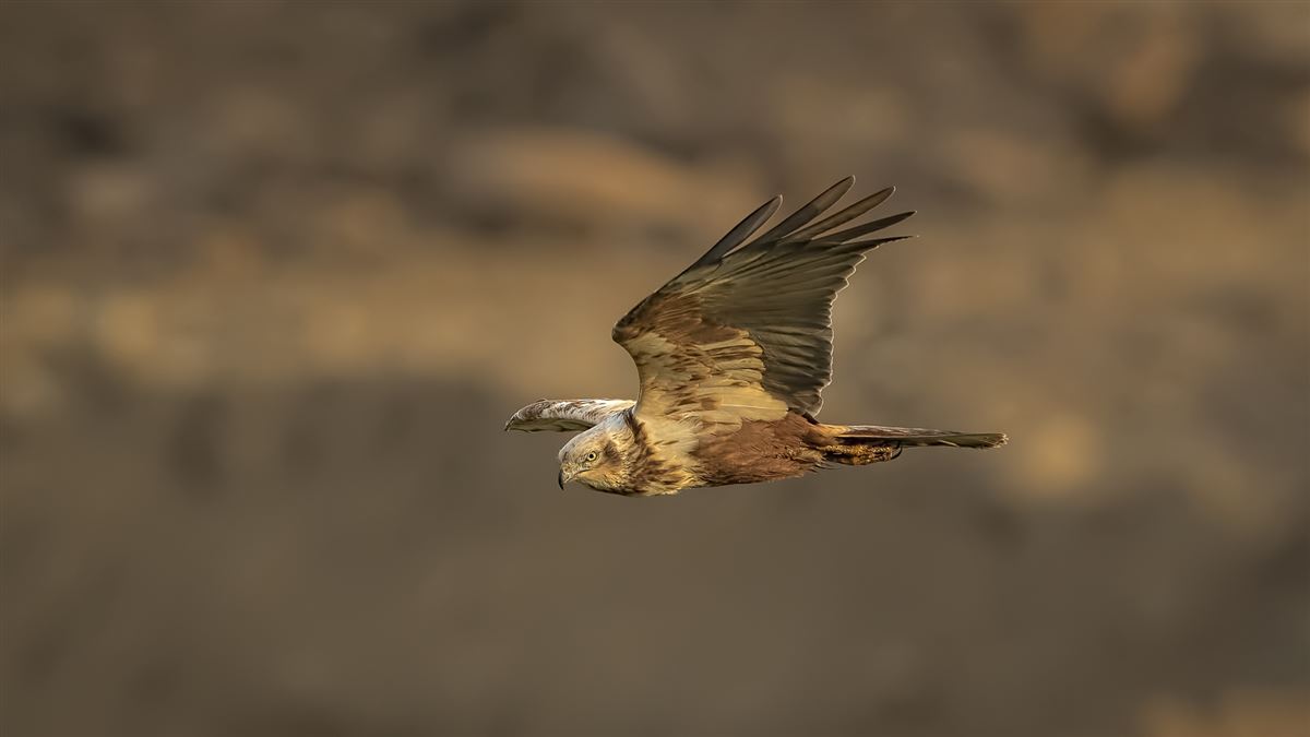 Western Marsh Harrier
