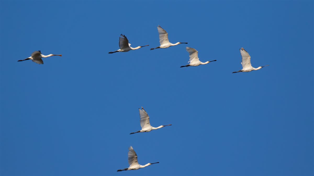Eurasian Spoonbill