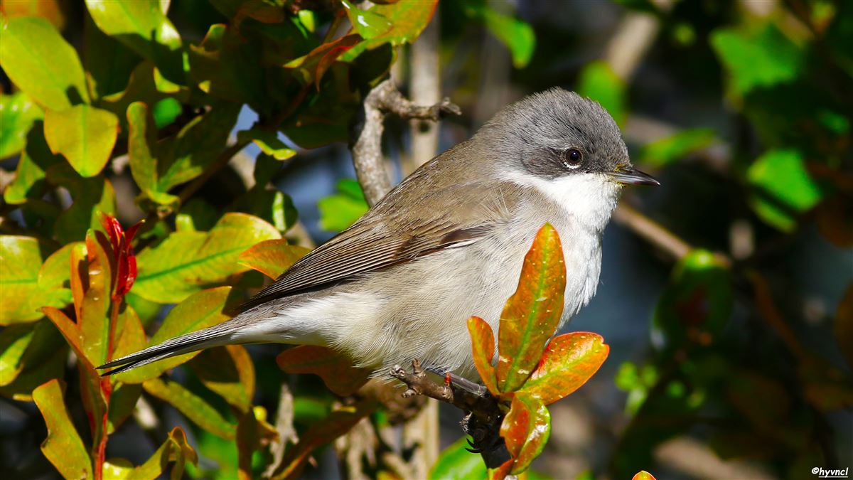 Lesser Whitethroat