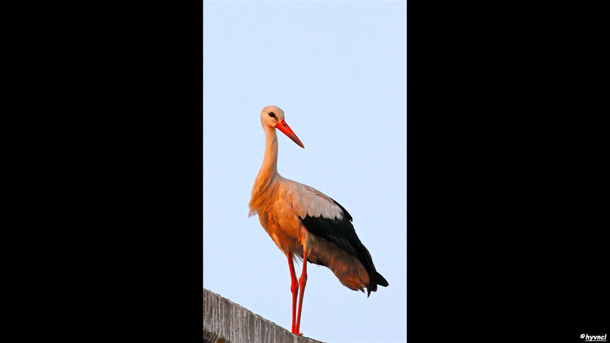 White Stork