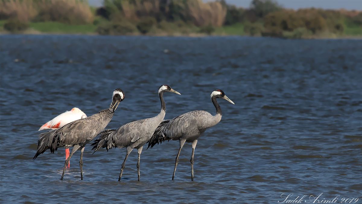 Common Crane