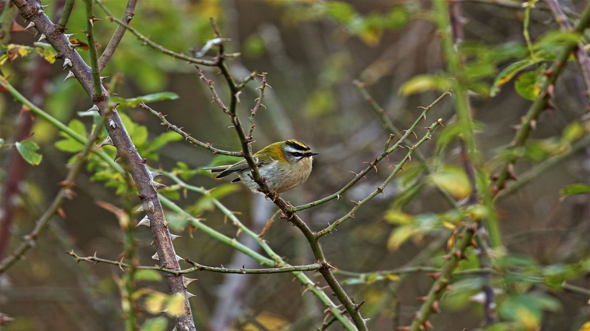 Common Firecrest