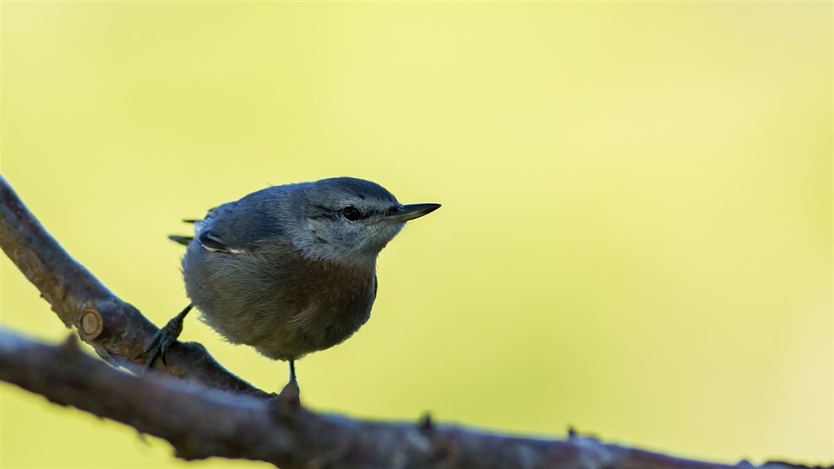 Krüper`s Nuthatch
