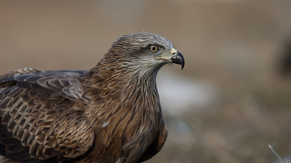 Black Kite