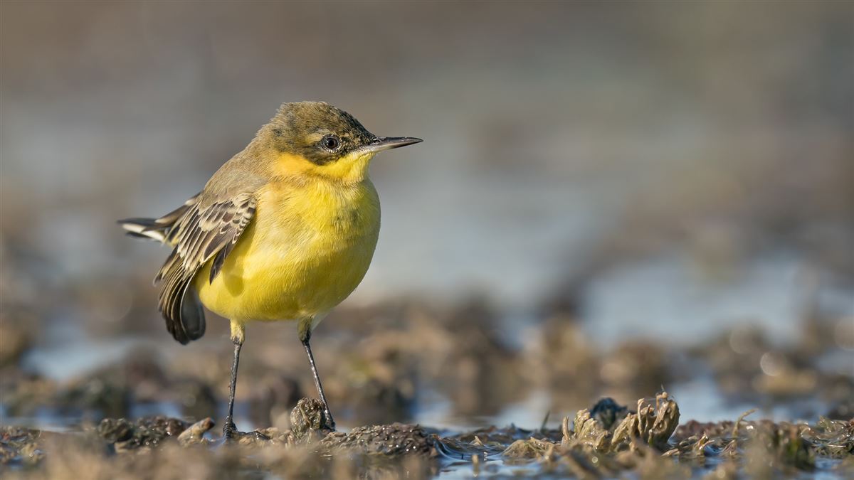 Western Yellow Wagtail