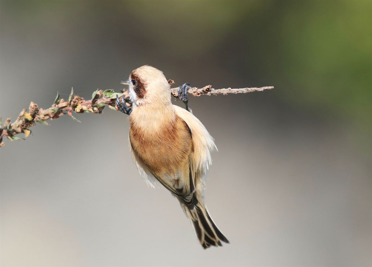 Eurasian Penduline Tit