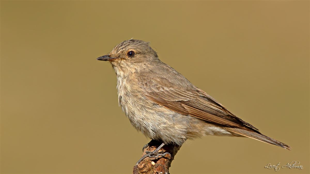 Spotted Flycatcher