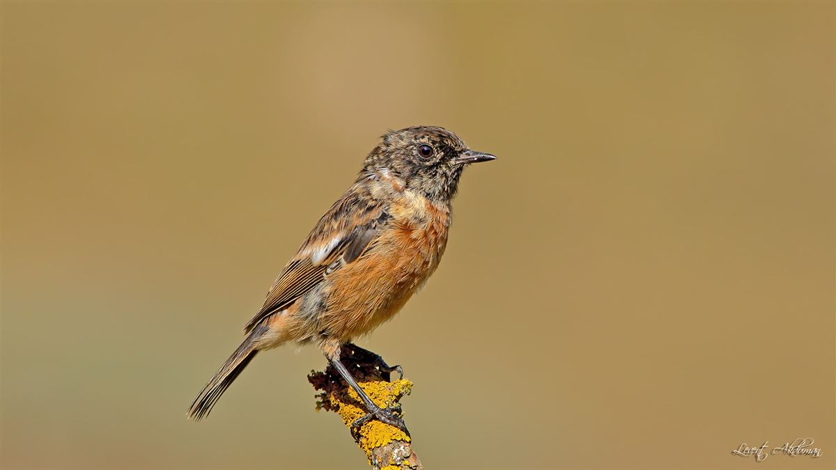 European Stonechat
