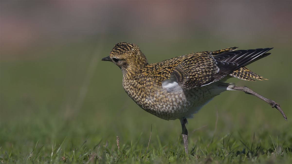 European Golden Plover