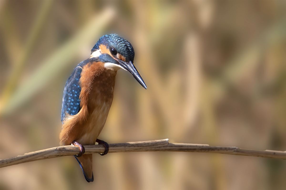 Common Kingfisher